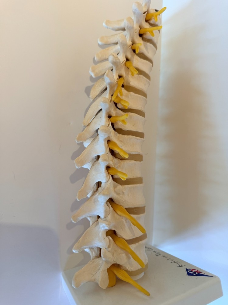 Thoracic Spine Model A73 3B Scientific