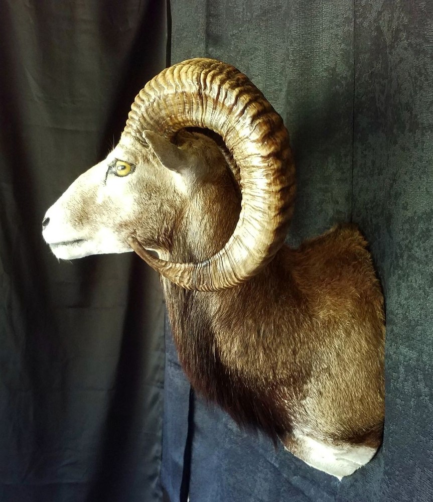 Mouflon Ram mount - 27 inch horns