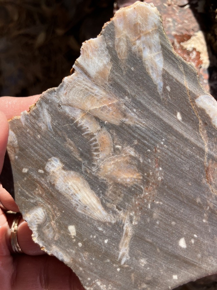Fossil Stone Slab