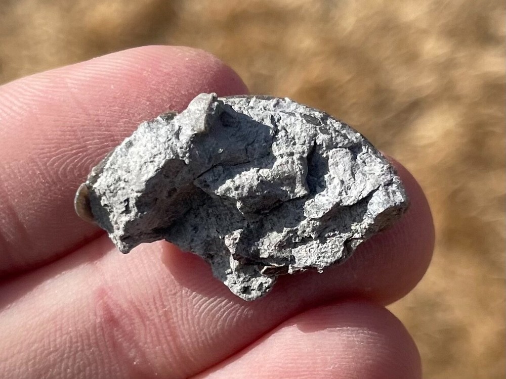 Ohio Fossil Trilobite Eldredgeops rana Devonian Age Bug