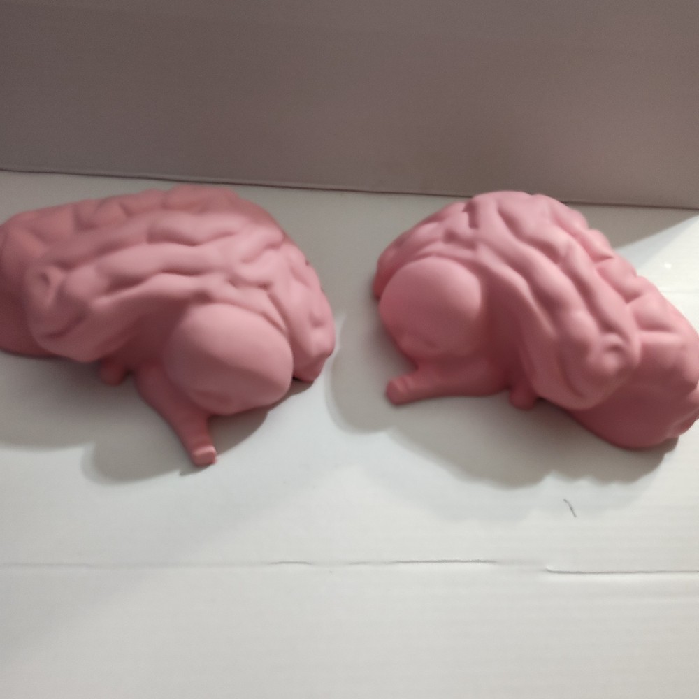 Human Brain Cross Section Foam Model - Educational Anatomy Study Tool - Labeled