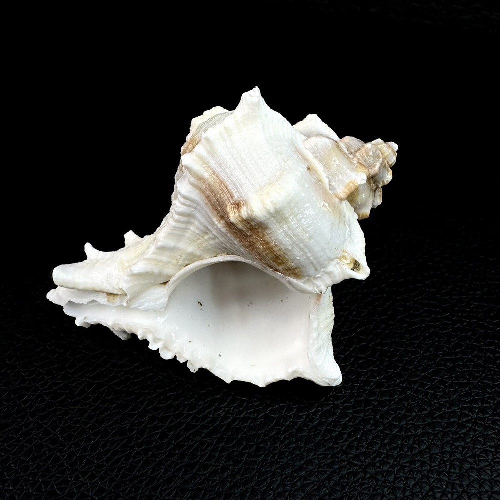 Vasum Cassiforme Conch Seashell Shell 74mm 2 7/8” Beautiful