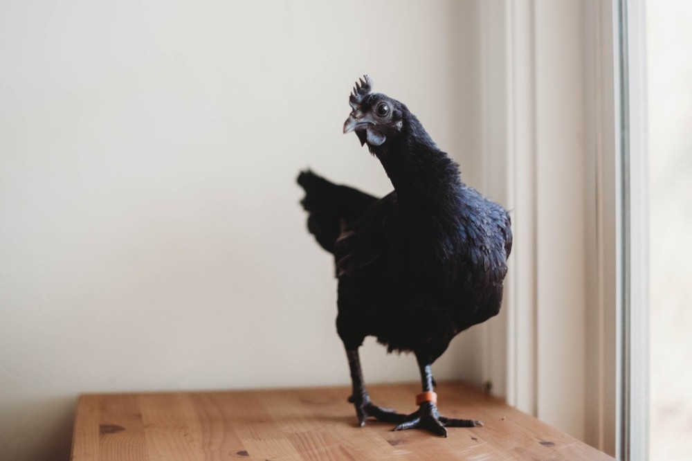 Ayam Cemani Chicken Hatching Eggs