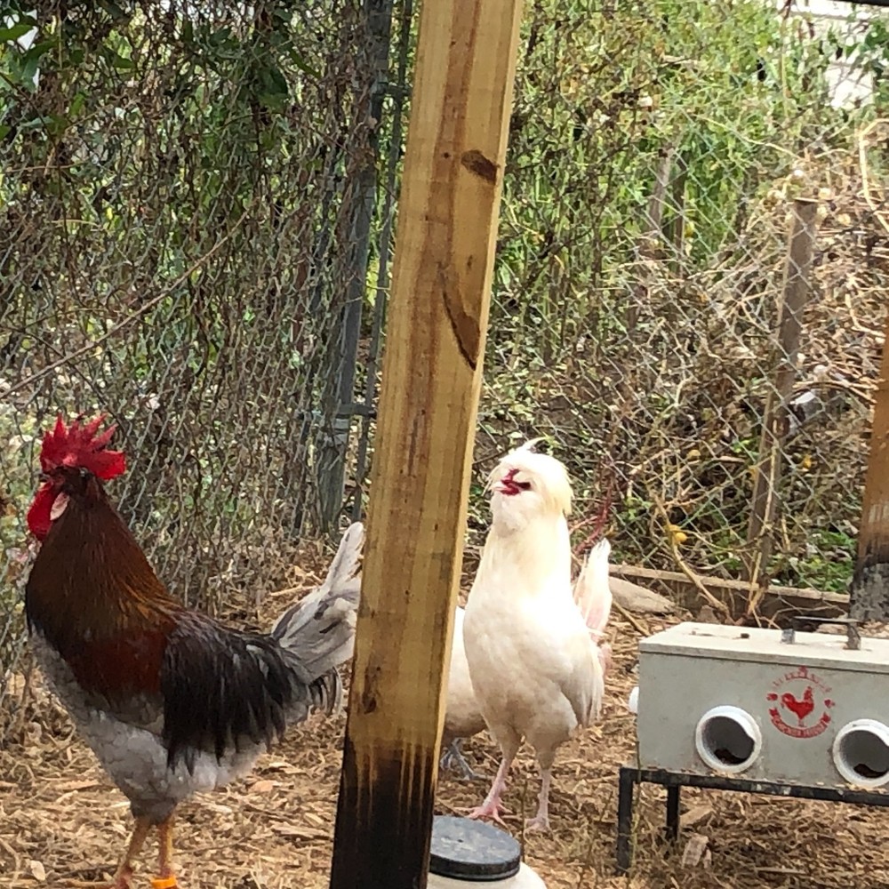 5+ Fertile Chicken Hatching Eggs Barnyard Mix/Crested/Easter/Rare Breed Possible