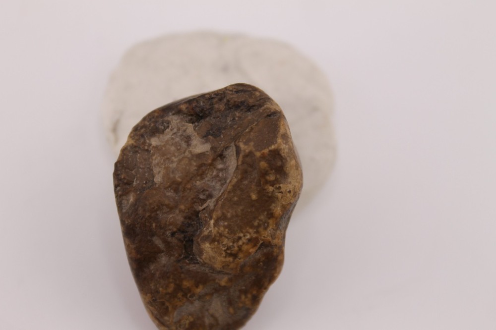 Real Permineralized Reptile Egg Fossil