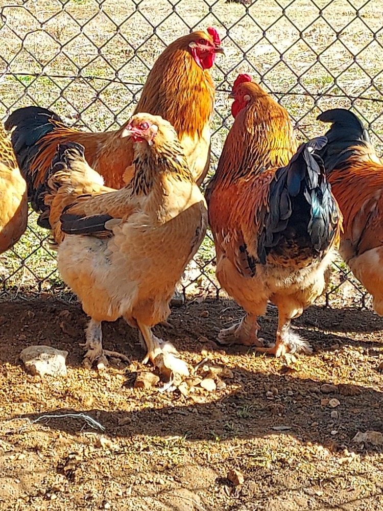 6 Assorted Purebred Chicken Fertile Hatching Eggs (Read Description)