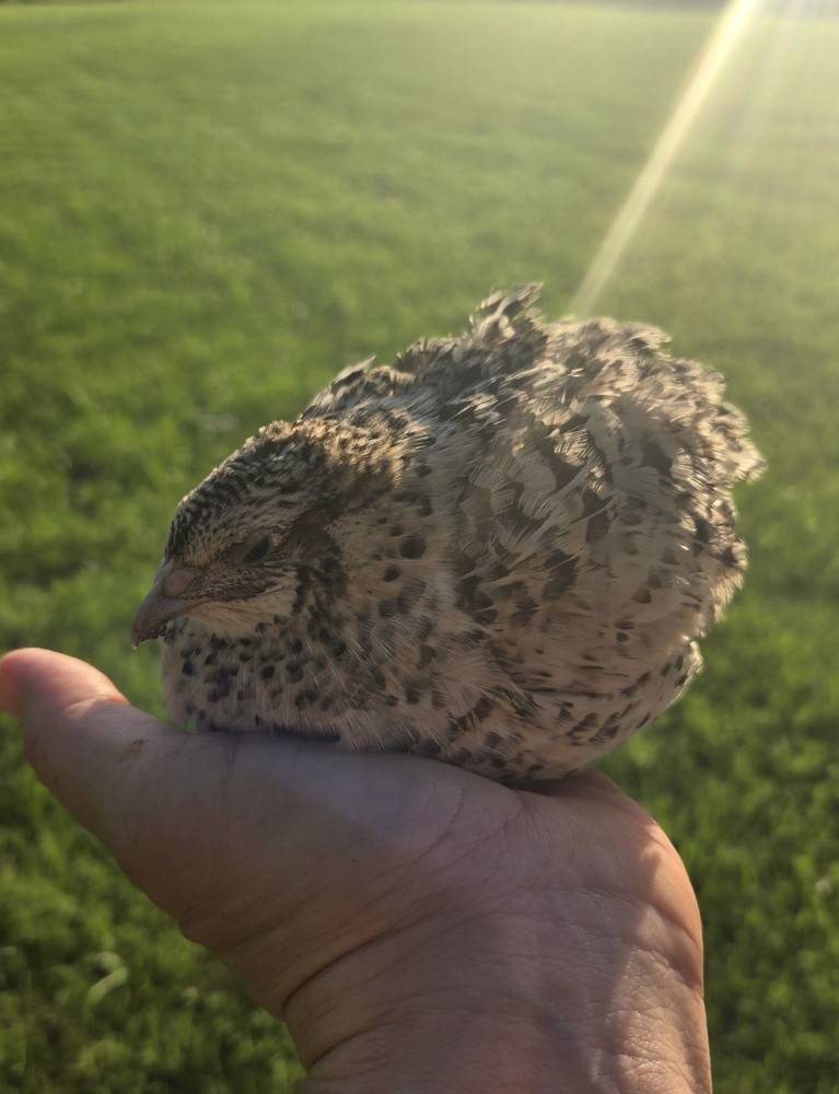 (48+ Total) 24 Celadon Blue/24 AssortedCoturnix Quail Hatching Eggs