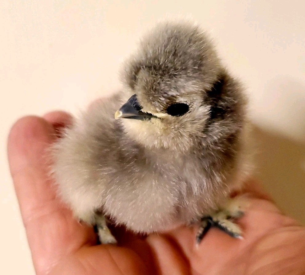 Silkie Hatching Eggs 8