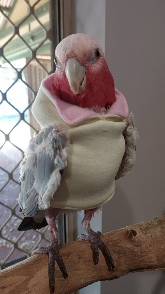 Bird Vest - Pom Pom