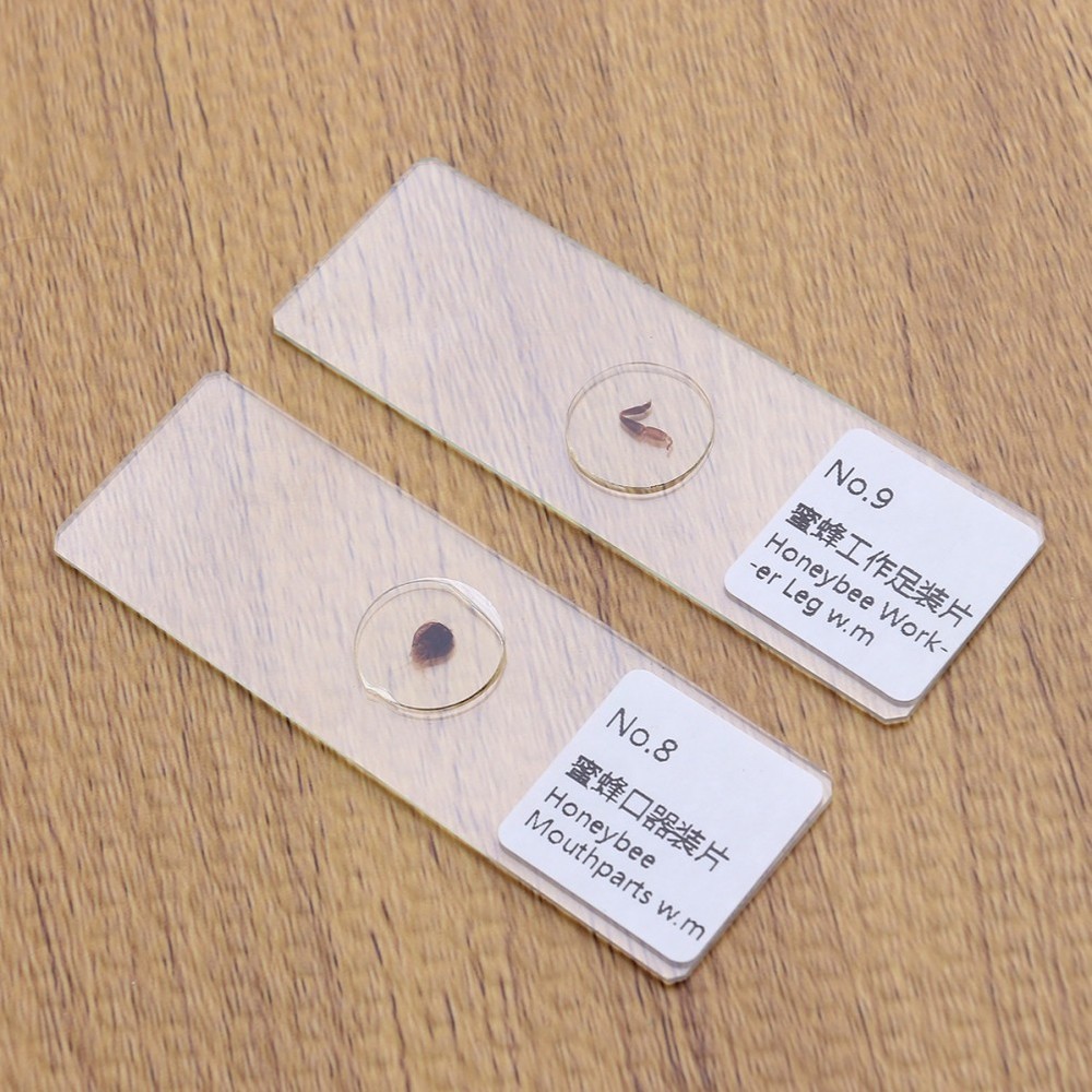 10 PCS/Set Blank Microscope Slides with Specimens Plants Biology