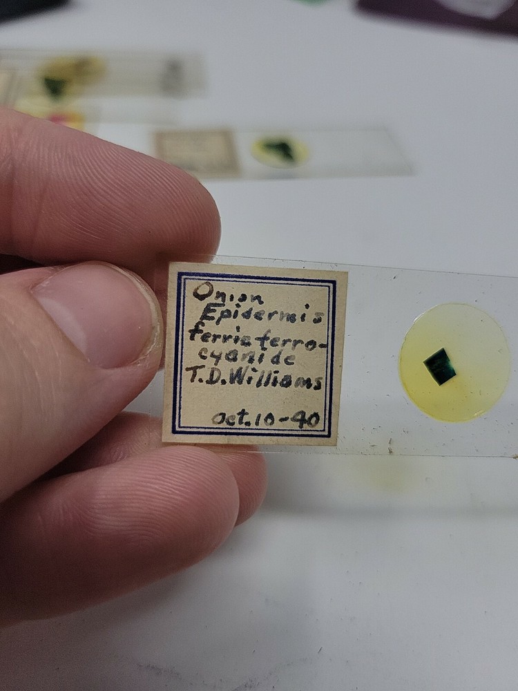 Vintage Microscope Slide 1940