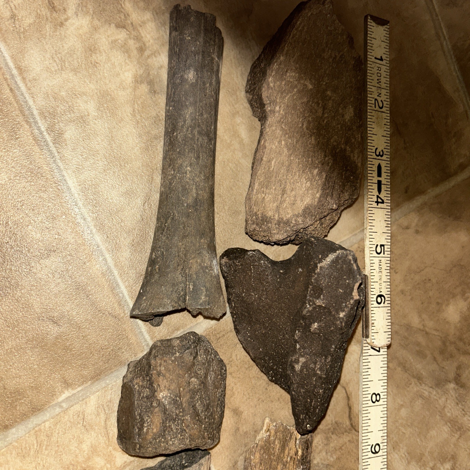 10 Ice Age Fossilized Mammal Bones Pleistocene Era, Omsk Siberia