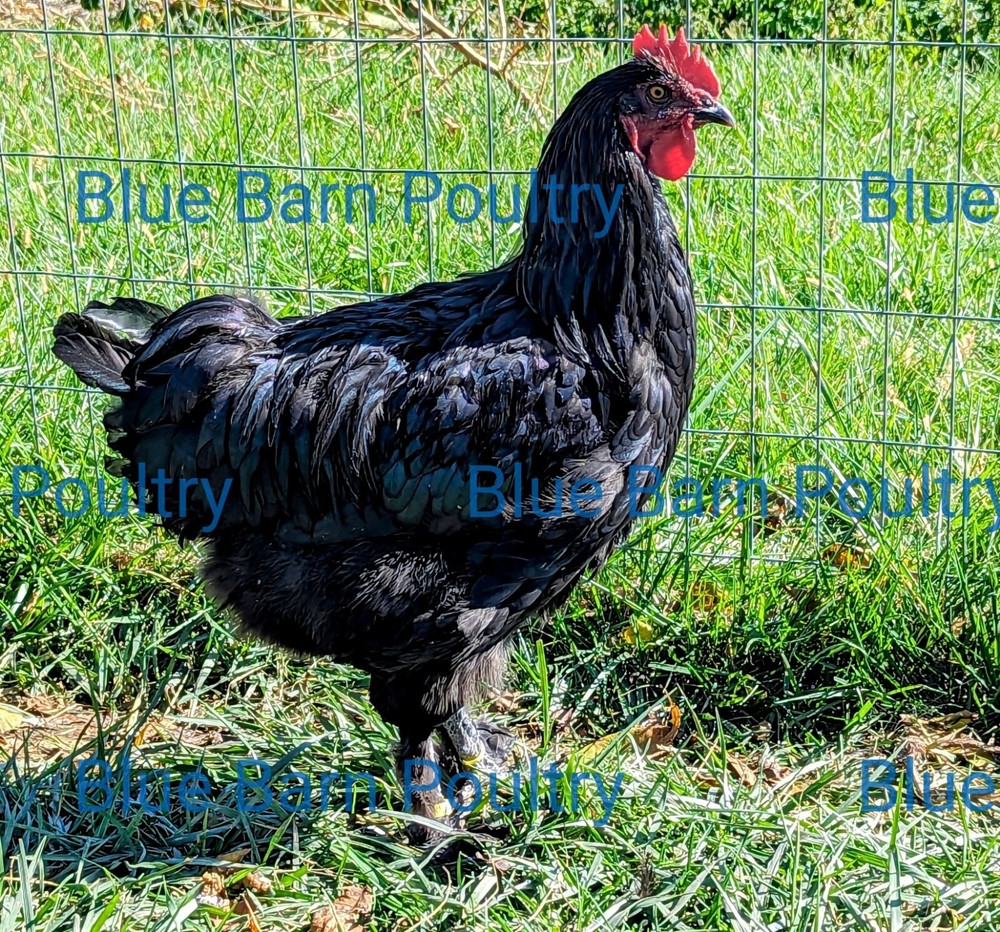 6 Solid Black Marans Chicken Hatching Eggs. Purebred. NPIP.