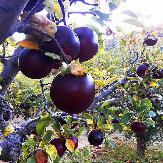 Arkansa Black Apple Tree 2ft Tall Now Live Fruit Tree Bare Root Tree