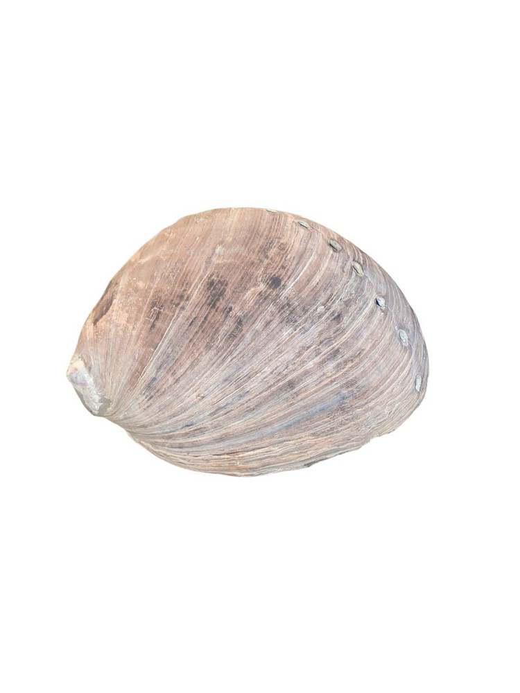 Vtg Seashells (2) Big