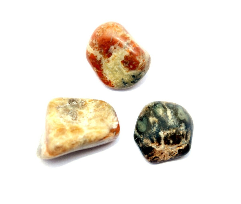 Fossilized Tumbled Dinosaur Coprolite - Dinosaur Poo