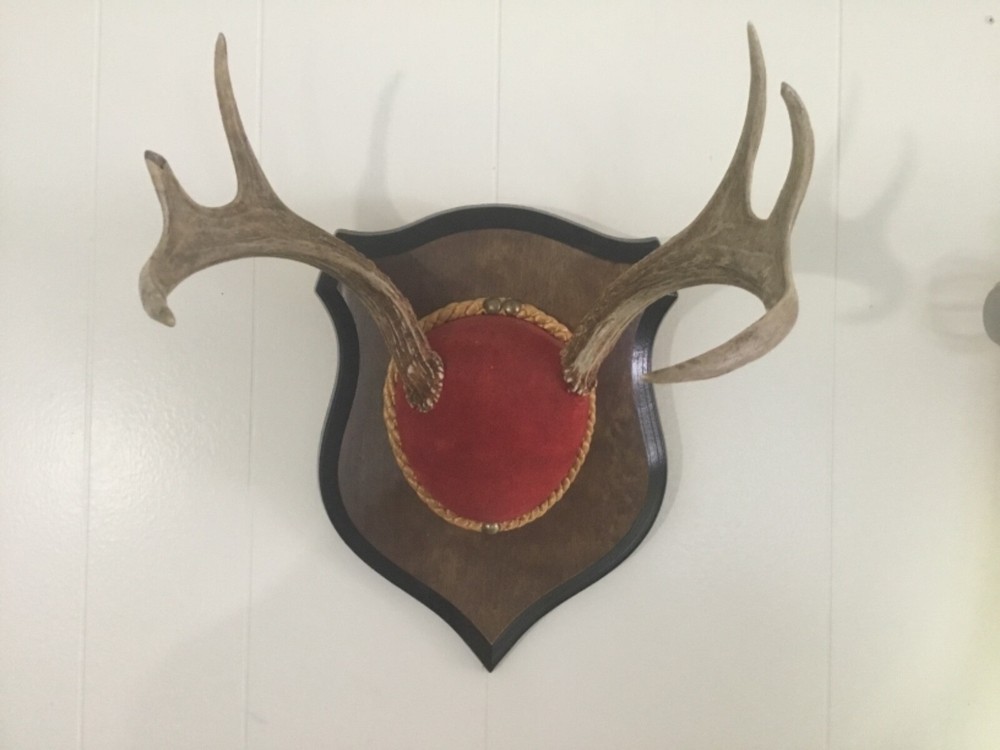 Mounted Deer Antlers #4