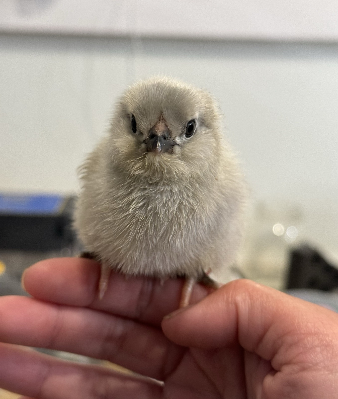 6+ Organically Raised Self Blue Lavender Ameraucana Fertile Hatching Eggs