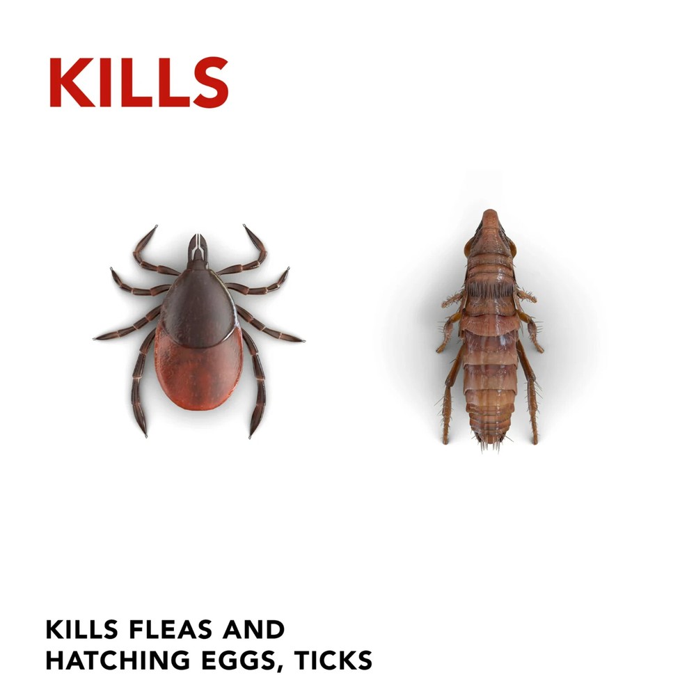 3 Pack Raid Flea Killer Plus Carpet & Room Spray Kills Fleas Bed Bugs Eggs 16 oz