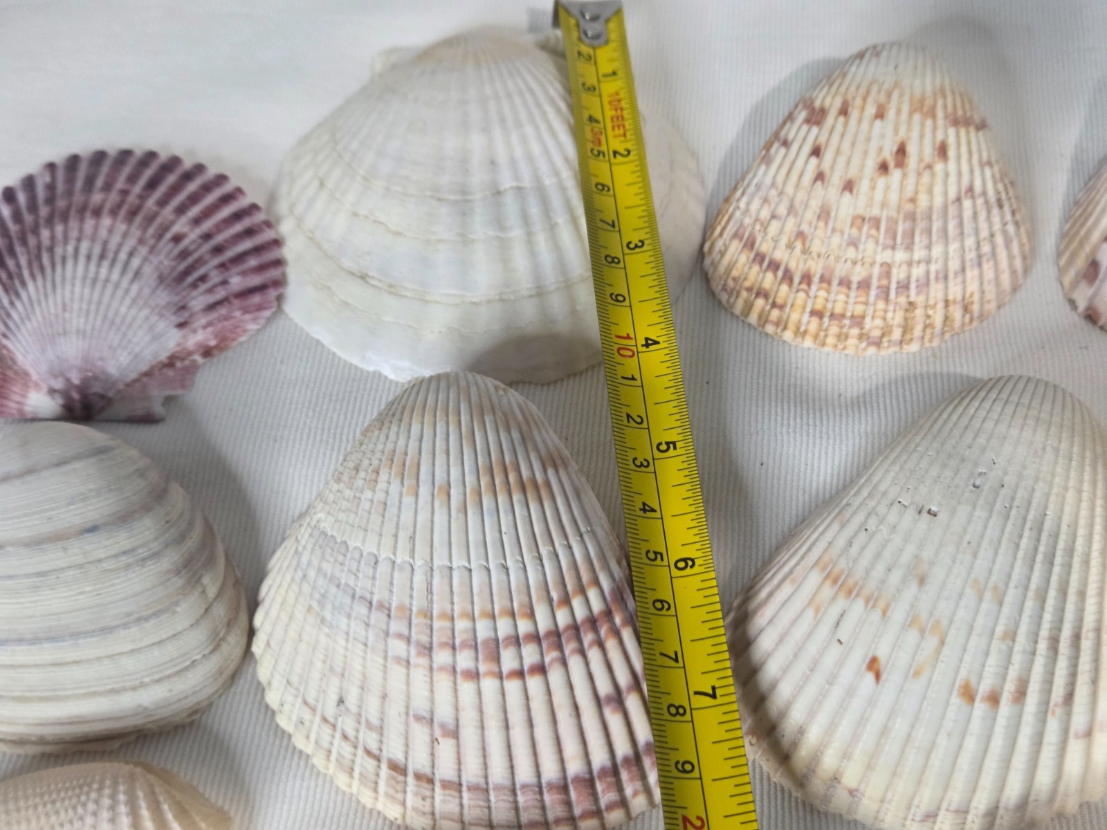 Lot of 32 Clam Scallop Shells Various Sizes from 1"- 4'' Natural Seashells