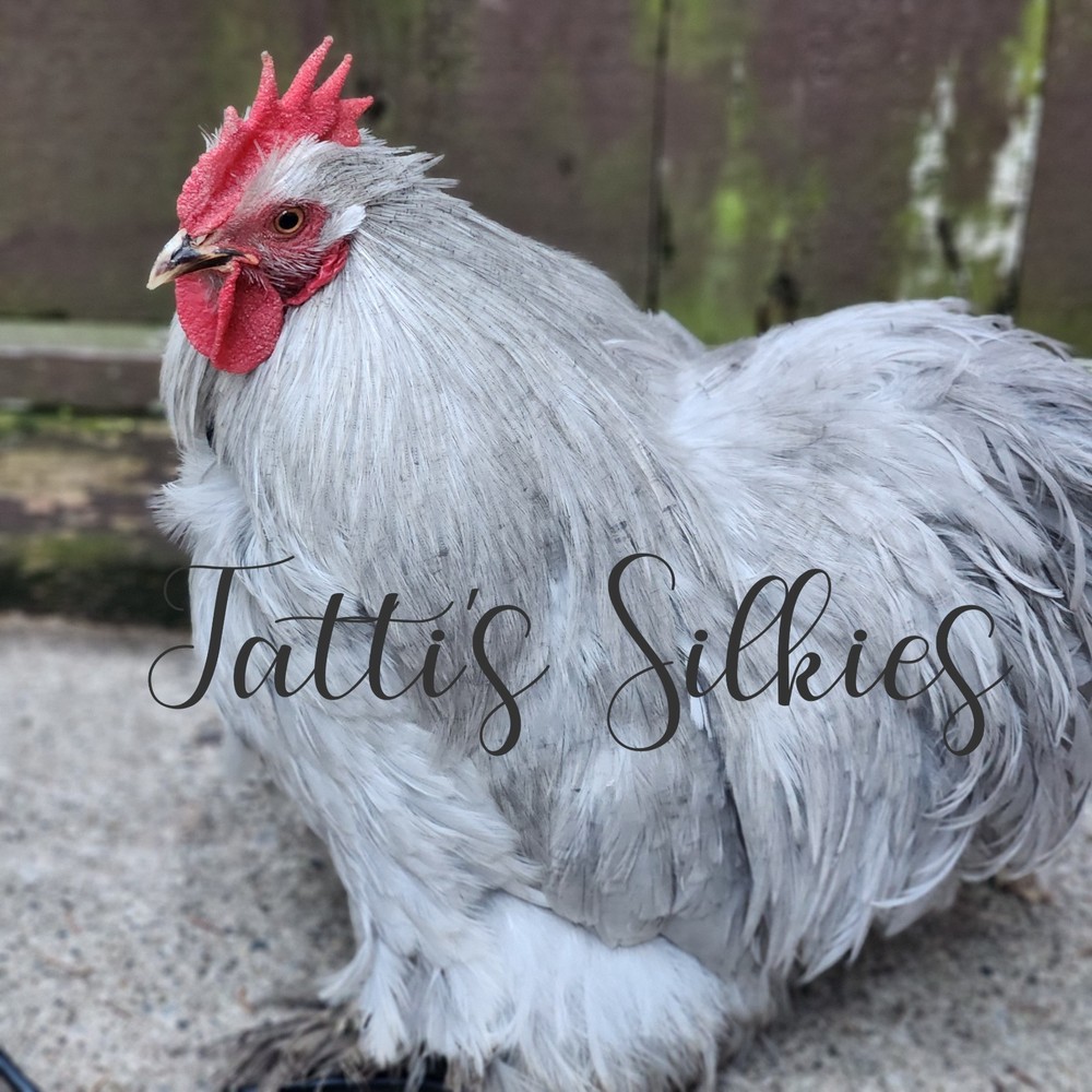 6+ Lavender (Self Blue) Bantam Cochin Hatching Eggs
