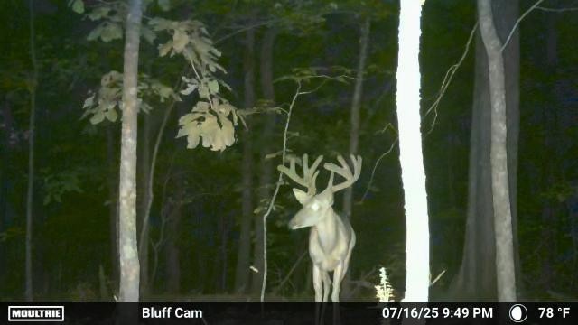 Ultimate Bear, Deer, and Wild hog Call Lure!