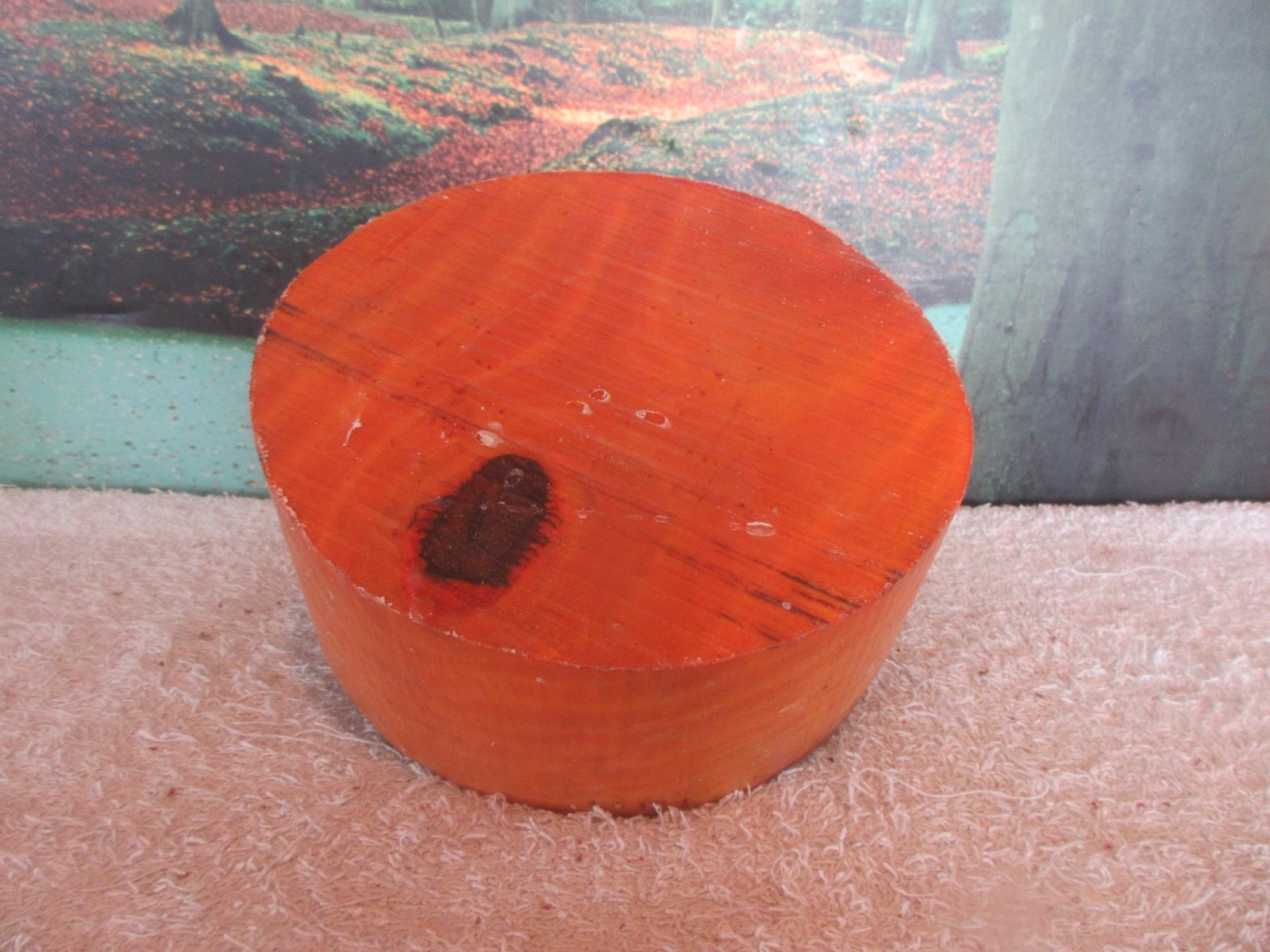 BRADFORD PEAR 7 X 3 TURNING WOOD BOWL BLANKS