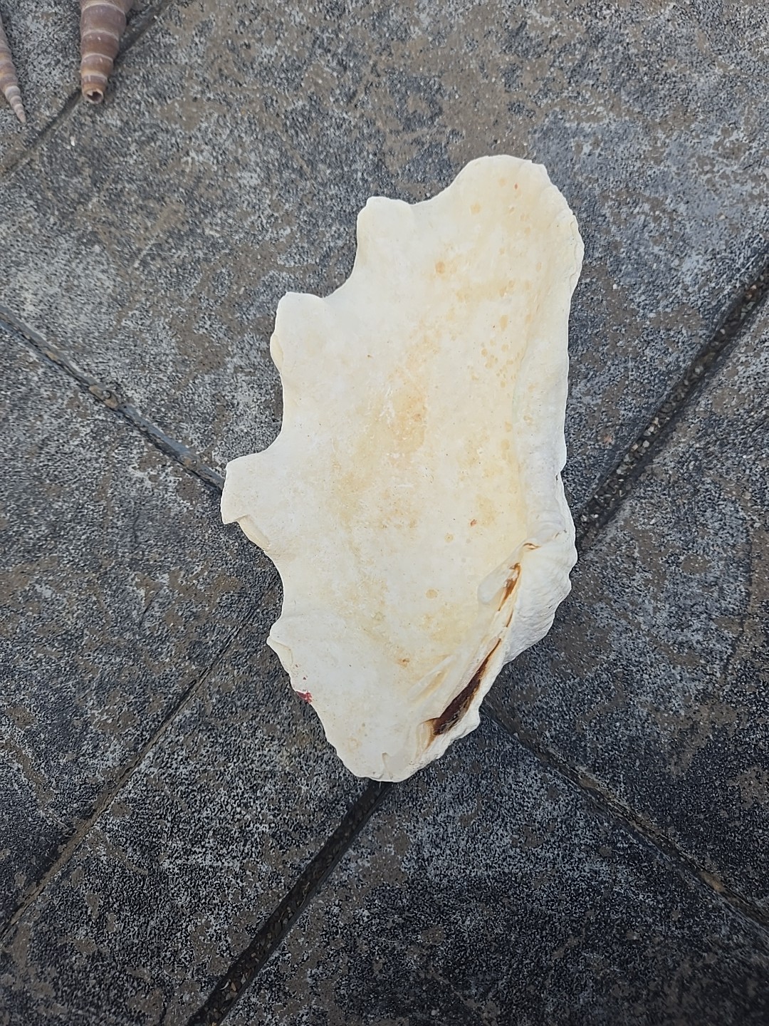 Derasa Tridacna Clam Seashell Half White w Barnacle Growth 1 HALF approx 6.75"