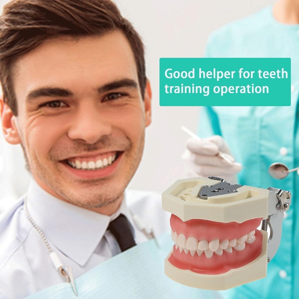 Typodont Teeth Model Detachable Removable 28pcs Screw-in Teeth Model