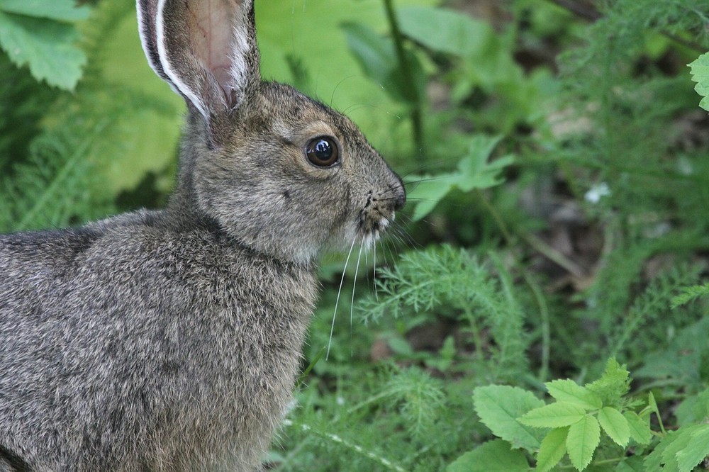 Snowshoe Rabbit Taxidermy Reference Photo Cd