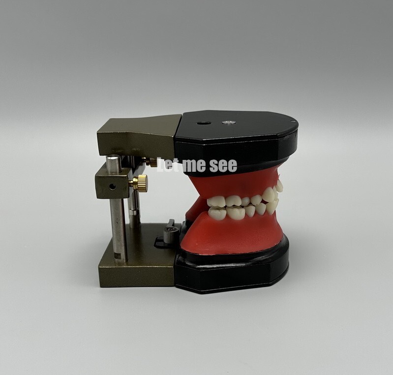 1set Dental Orthodontic Simulator Training Teeth Model Typodout Model