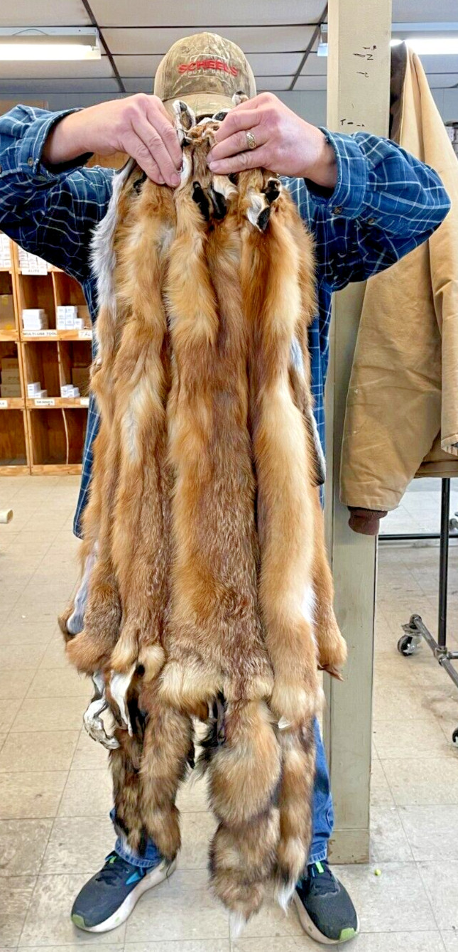 Red Fox, tanned, October harvested, fur, pelt