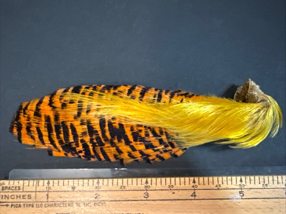 Golden Pheasant complete head for Fly Tying