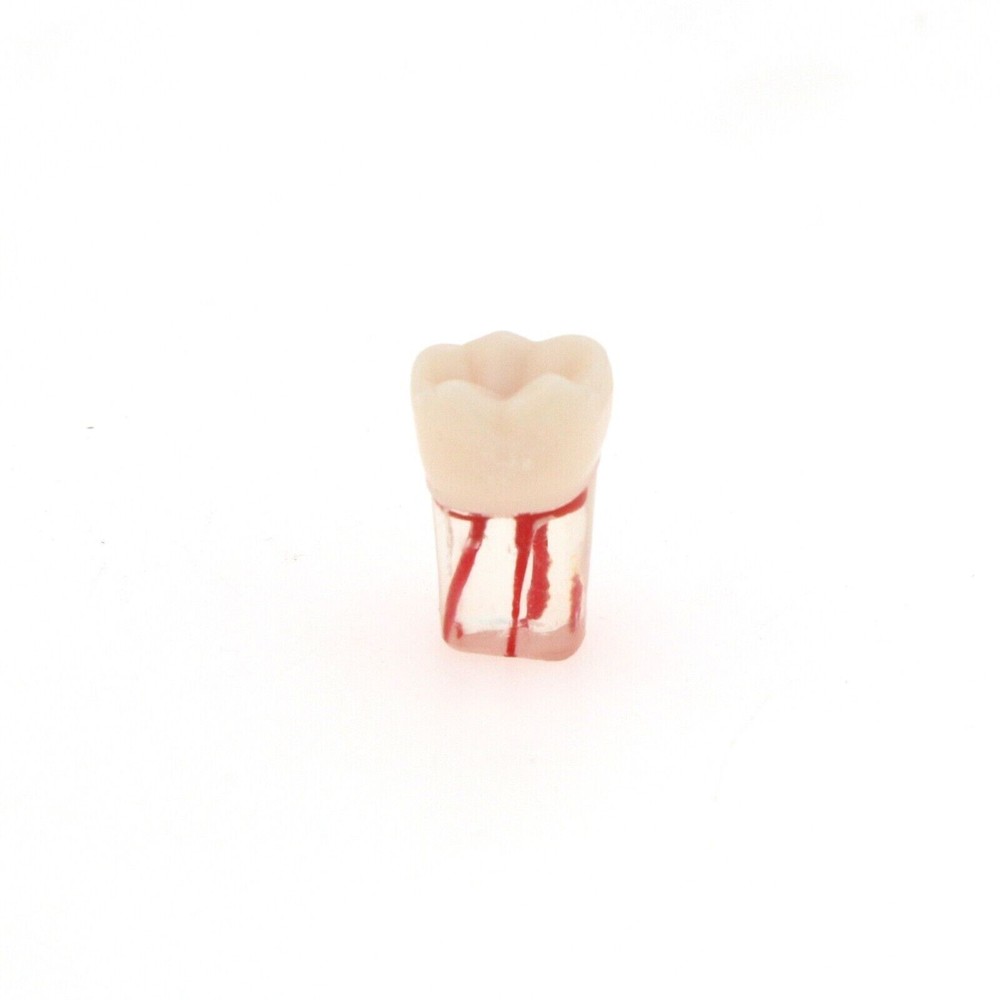 Dental Endo Root Canal Teeth Model Study Practice Typodont Model #36#45#46