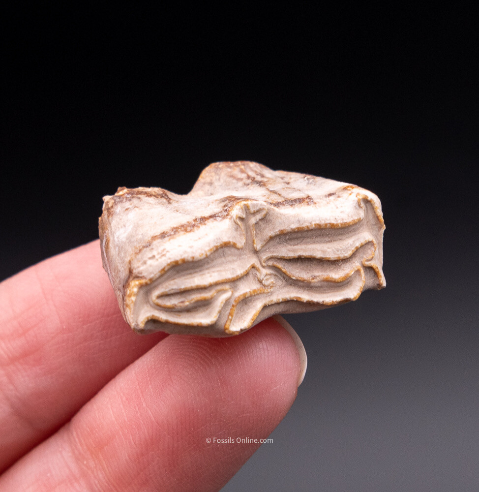 Super Bone Valley Three Toed Horse Tooth       1981