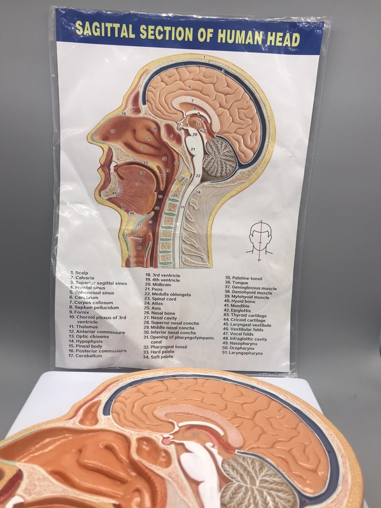 Evotech Scientific Human Relief Median Section Head Model