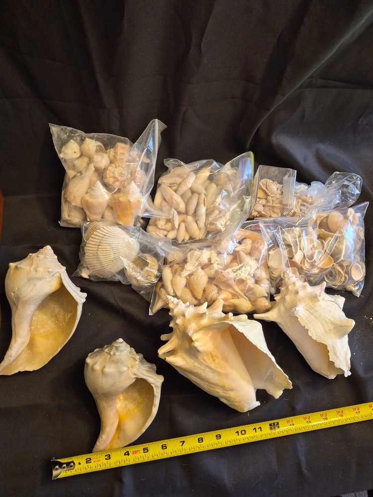 Sea Shells Lot- Over 8 Pounds-Assorted Sizes