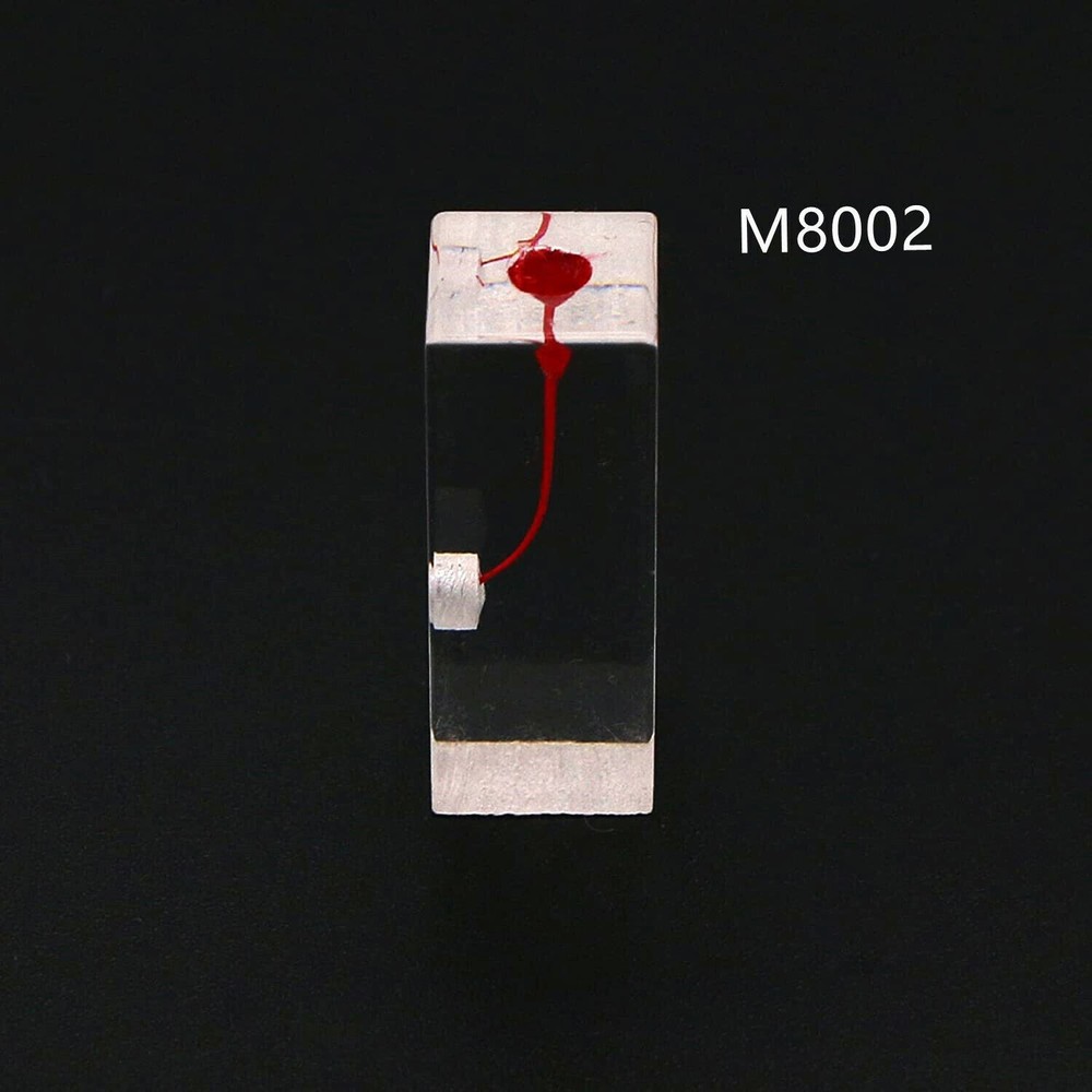 Dental Resin Training Study Endo Root Canal Teeth Model Practice Block RCT Pulp