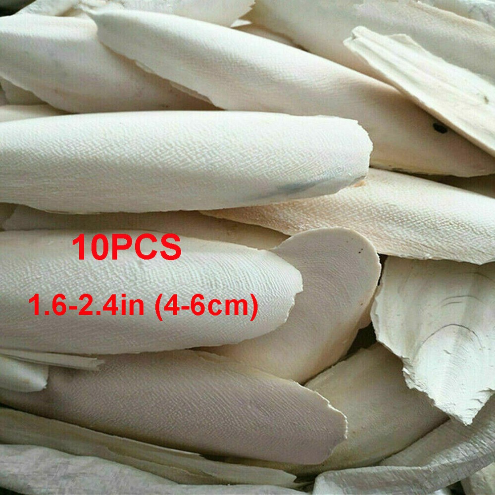 10/20Pc Cuttlebone for Birds Parrot Chewing Cuttle Bone for Sharp Beaks 2.4-3.1"