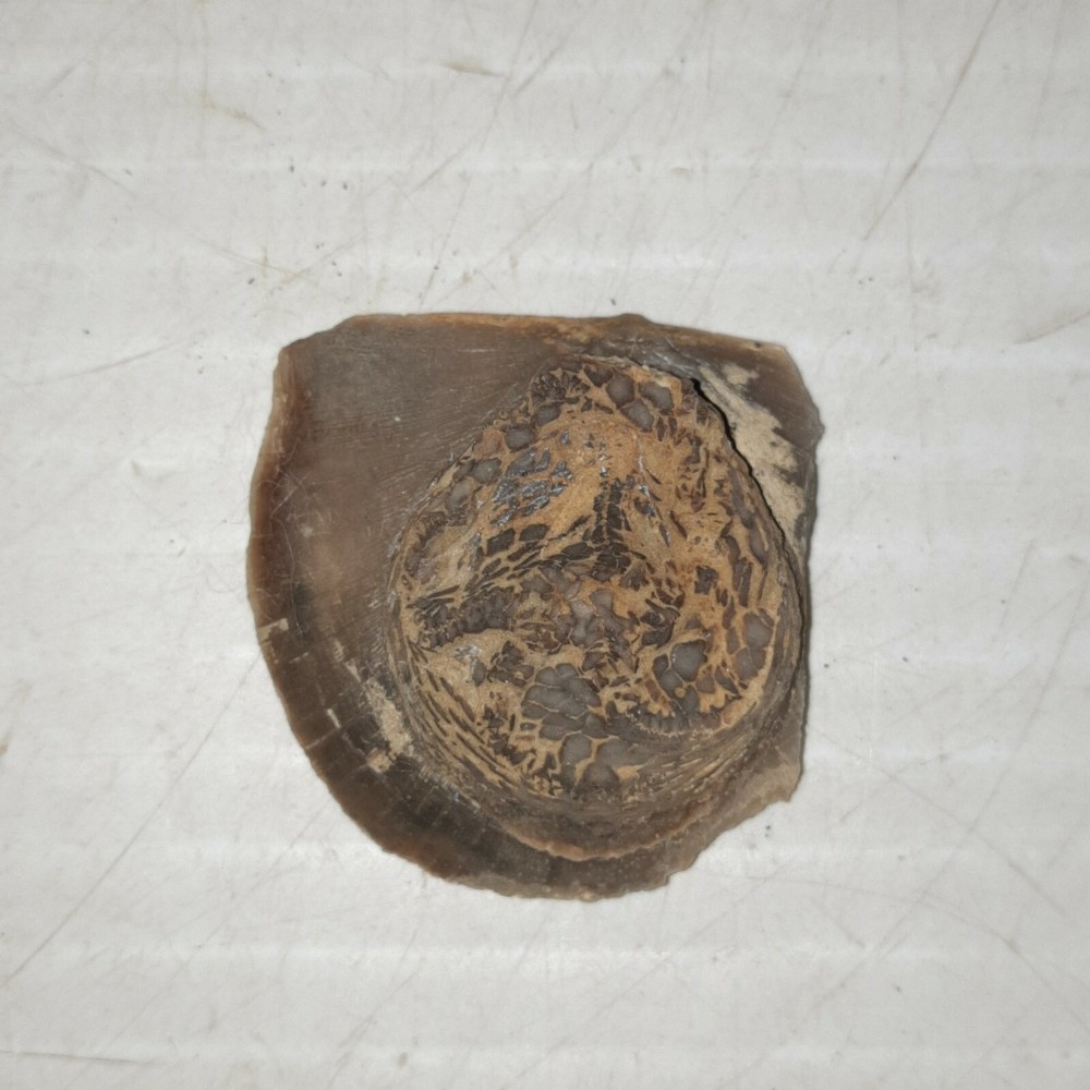 Edrioasteroid Fossil