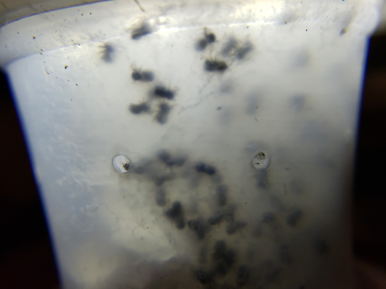 Regal Jumping Spider Phidippus regius Egg Sac Free Shipping