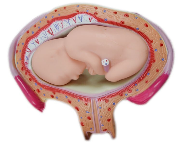 Human Anatomical Teaching Model PVC Embryo Development Process Education