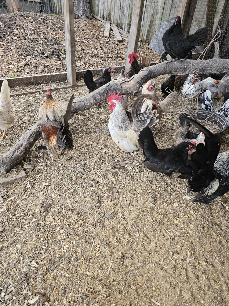 20 Serama Chicken Hatching Eggs