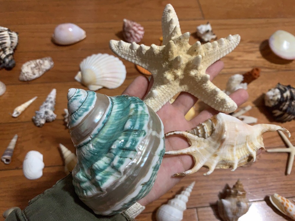 G1N Beautiful Nature Seashells Sea Shells A Lots
