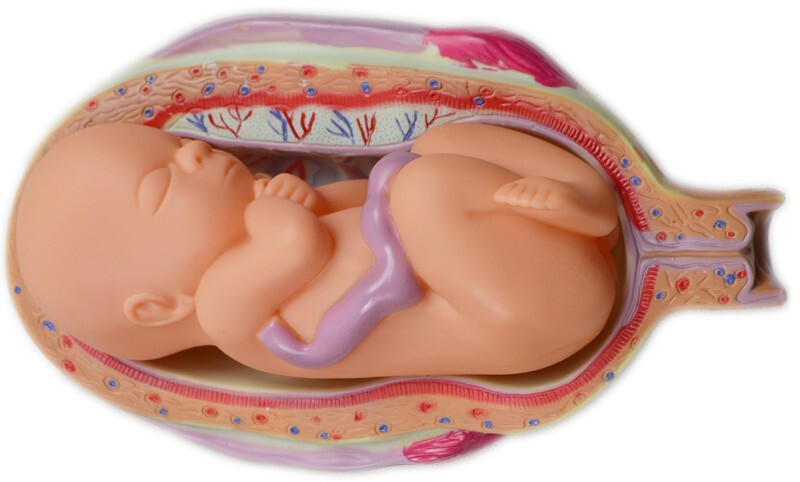 Embryo Development Process Education 8pcs PVC Anatomical Anatomy Teaching Model