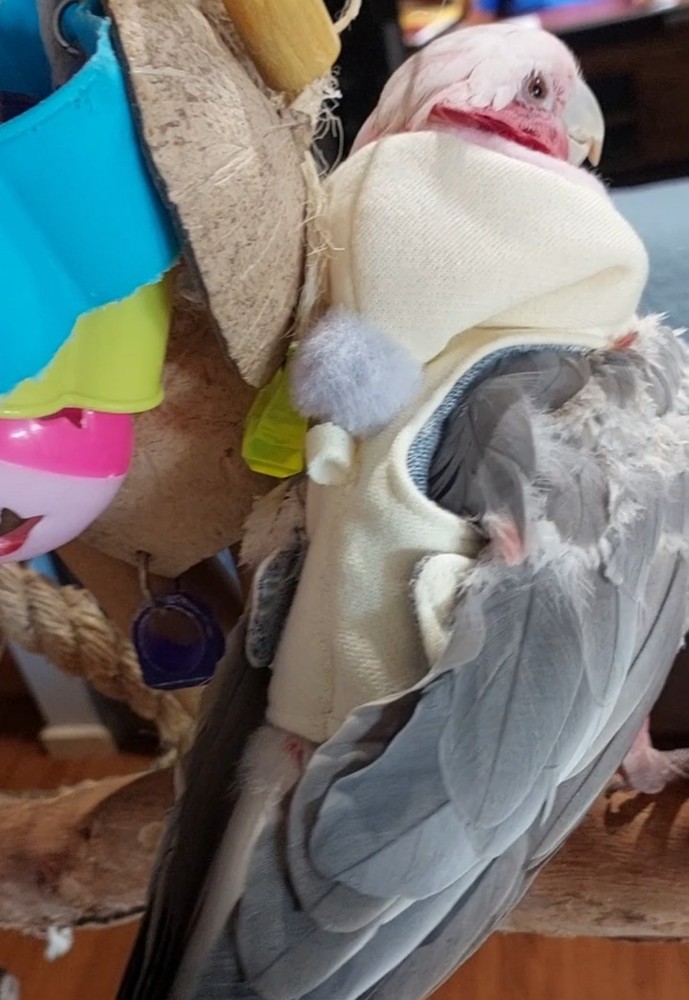 Bird Vest - Pom Pom