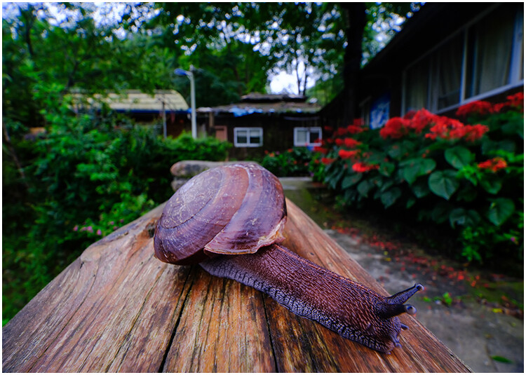 Macro Photography Reflector Cover Soft Light Box Diffuser Cap For Flash Lamp