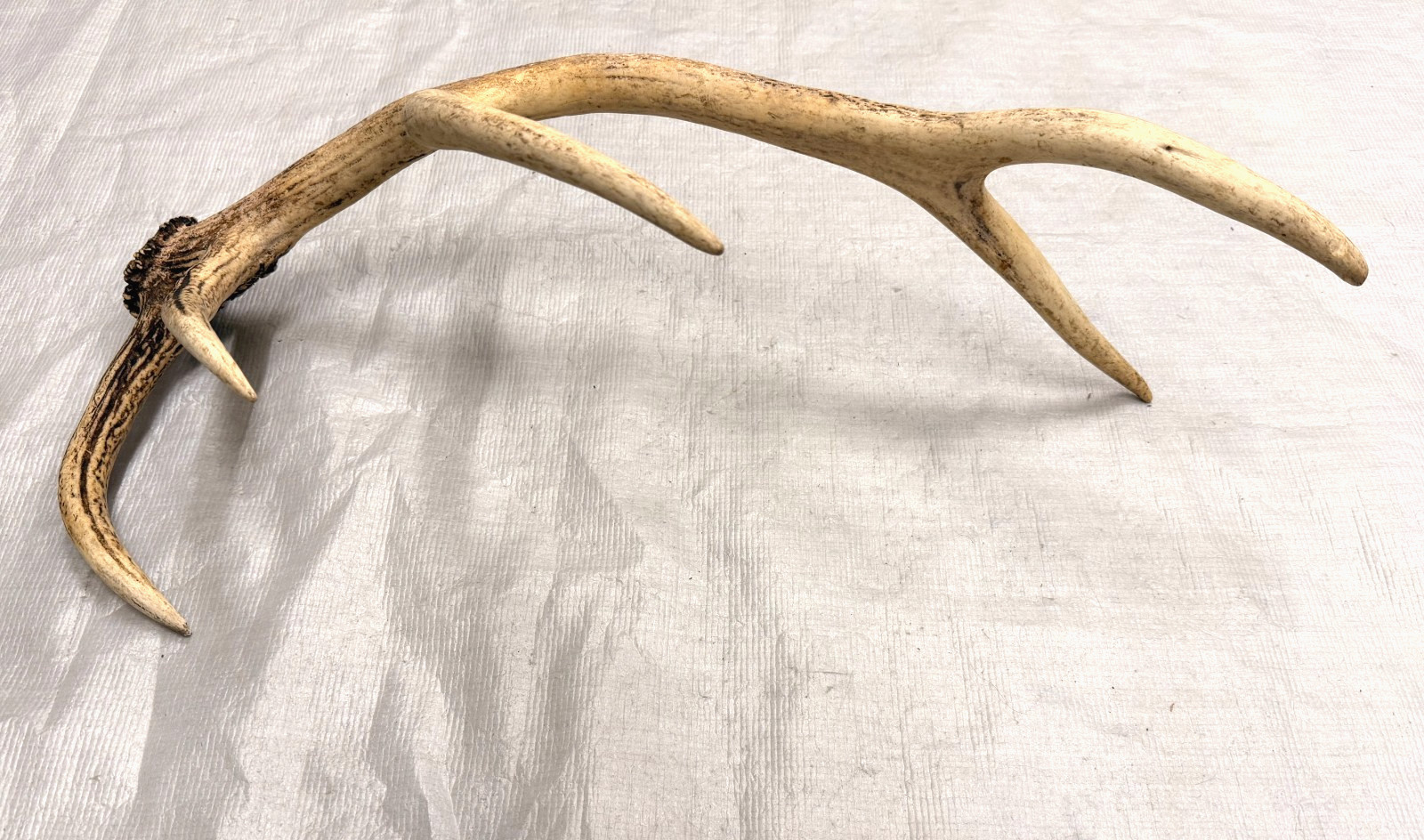 real stag antler shed crafts antlers decor rustic cabin wedding display prop
