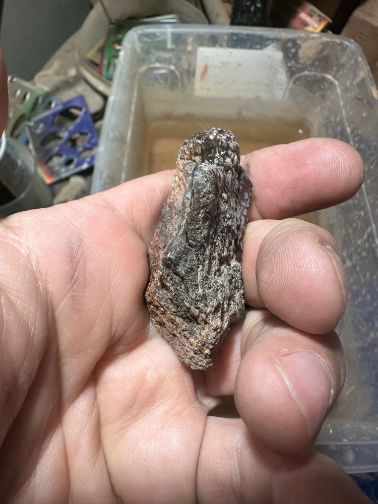 Dinosaur bone rough **hxtled split