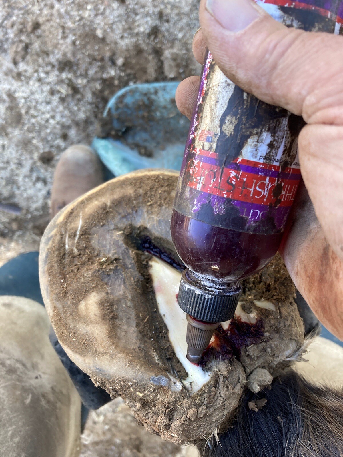 NEW 3 PACK!! Outlaw Thrush Stuff Treatment For Horses Hoofs And Abscesses Care